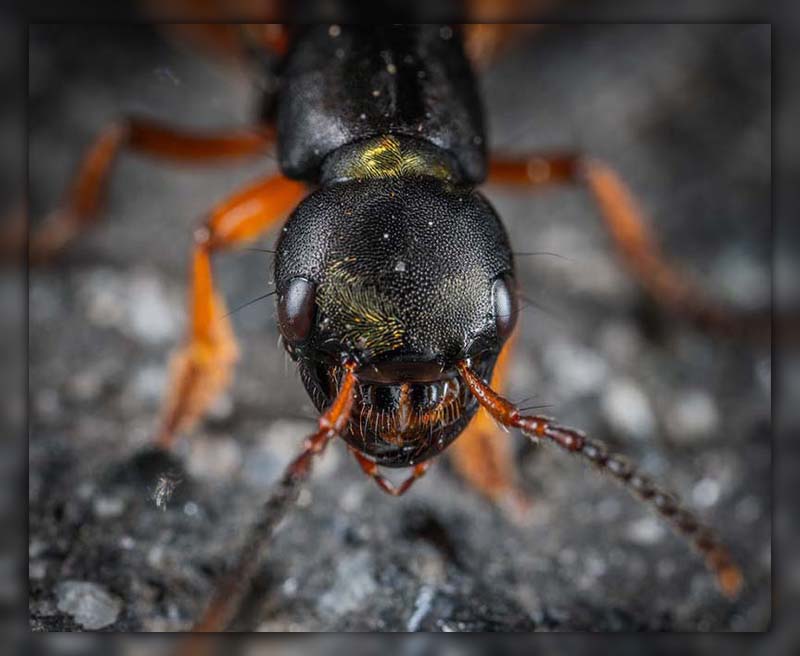 do ants have eyes