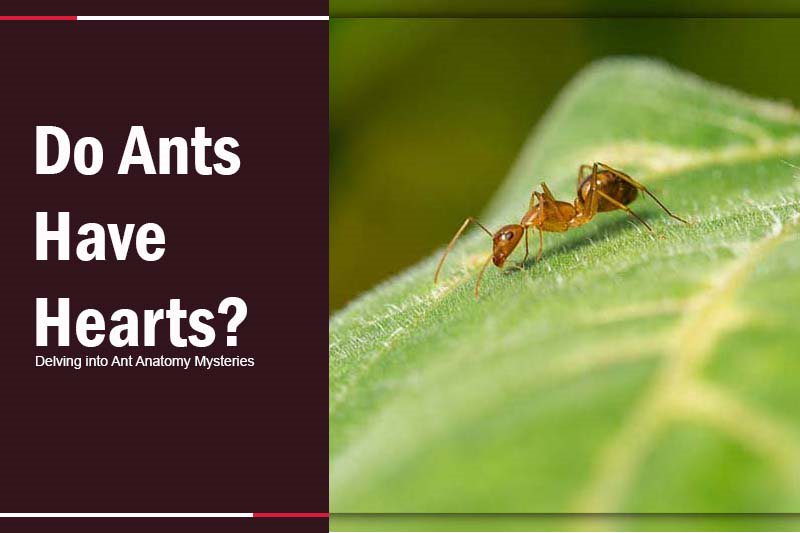 do ants have hearts