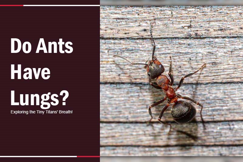 do ants have lungs