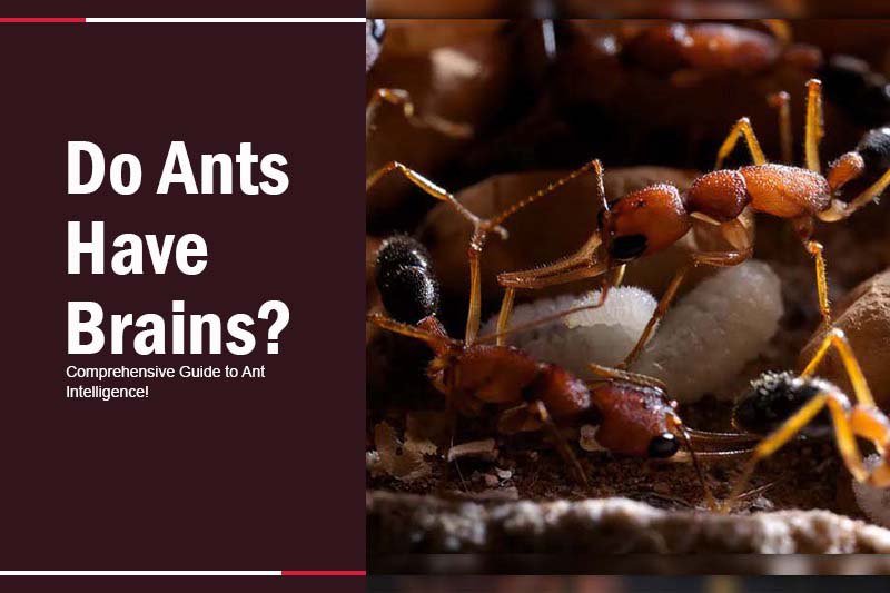 do have ants brain