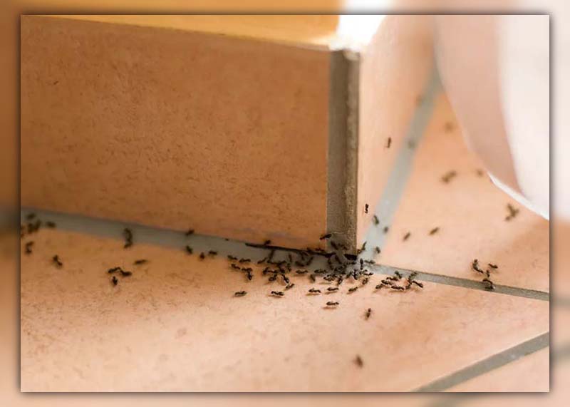get rid of ants in house