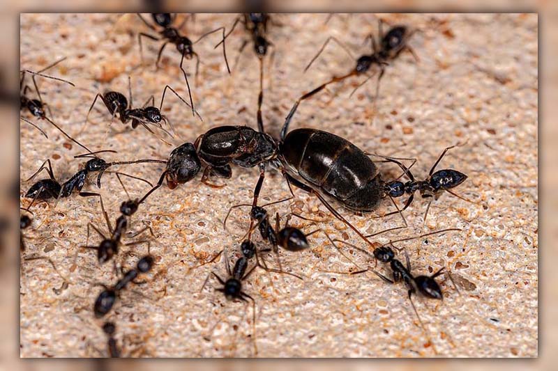 how do ants reproduce