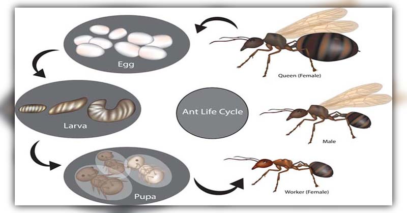 how do ants reproduce