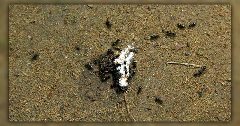 kill ants with borax 