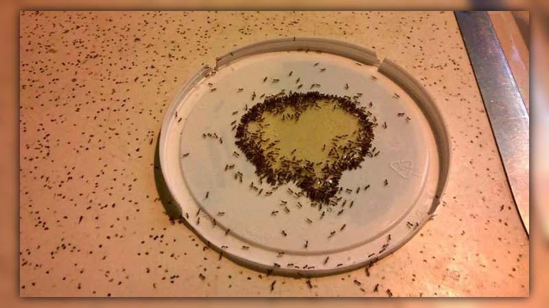 kill ants with borax