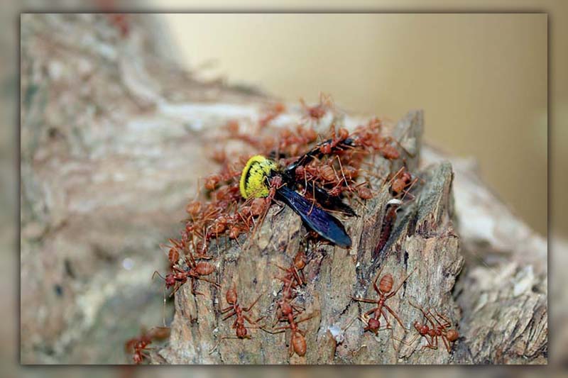 What Do Ants Eat and How Does It Affect Your Home?