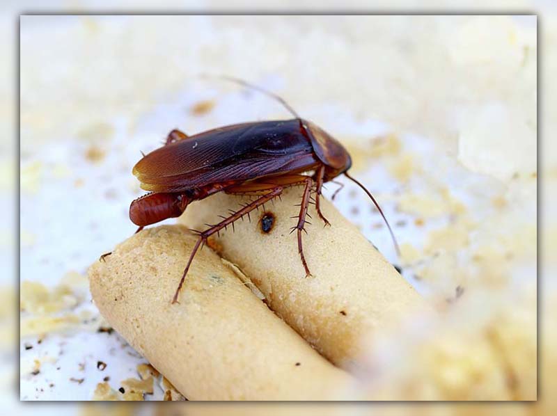 Can a Cockroach Live in Your Penis 