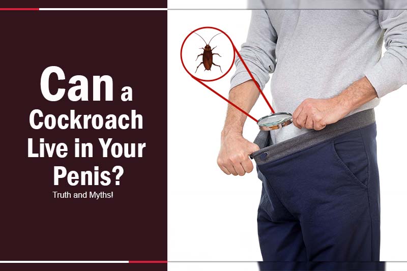 Can a Cockroach Live in Your Penis 