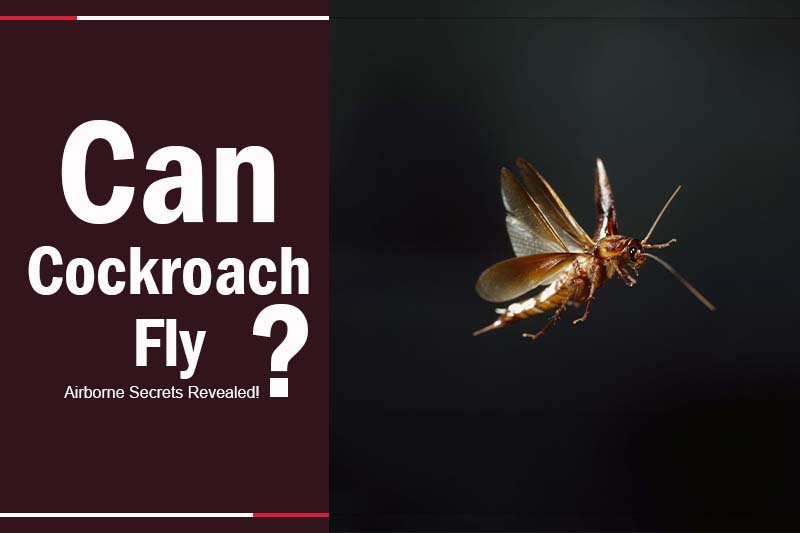 Can cockroach fly 
