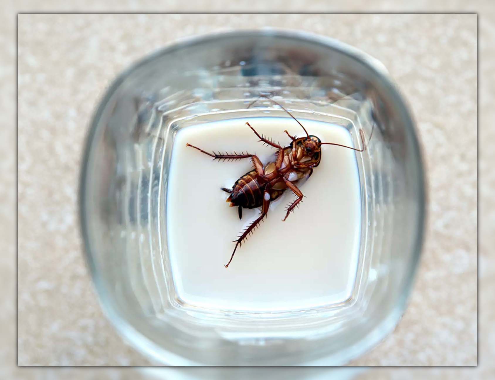 Cockroach Milk 