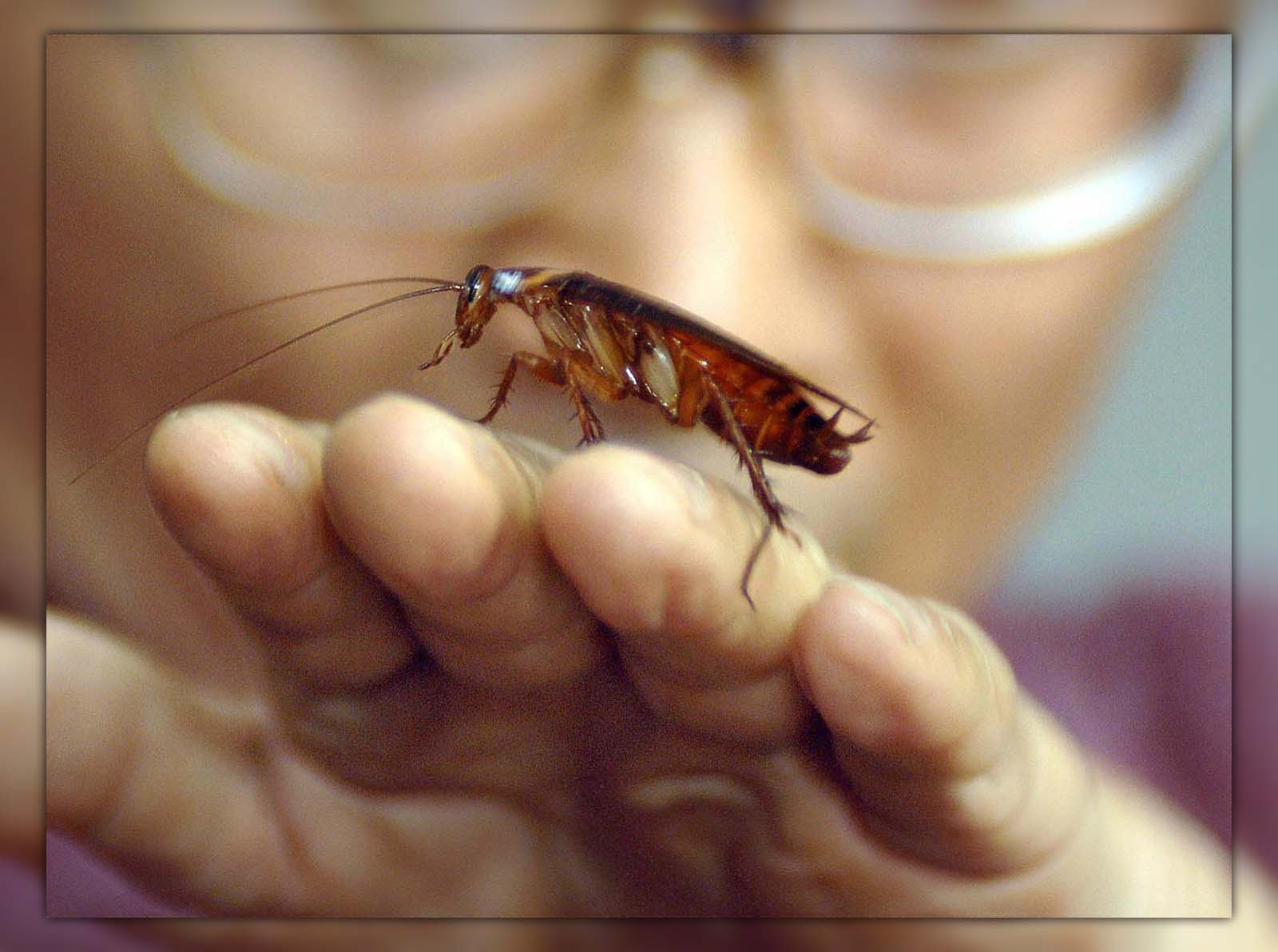 Cockroach Milk 