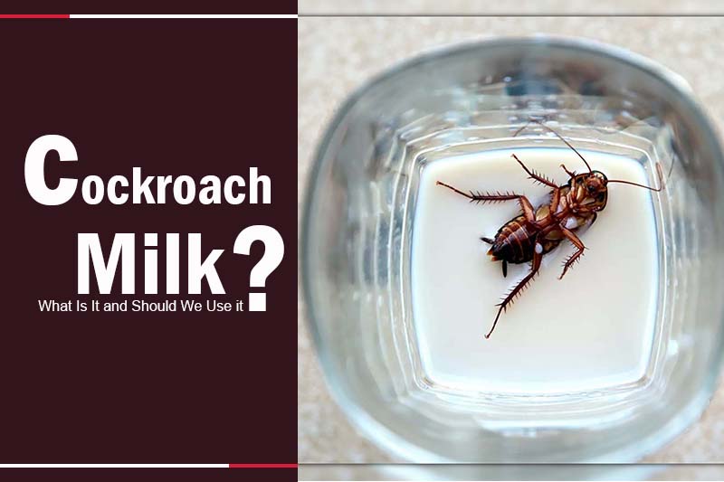 Cockroach Milk 
