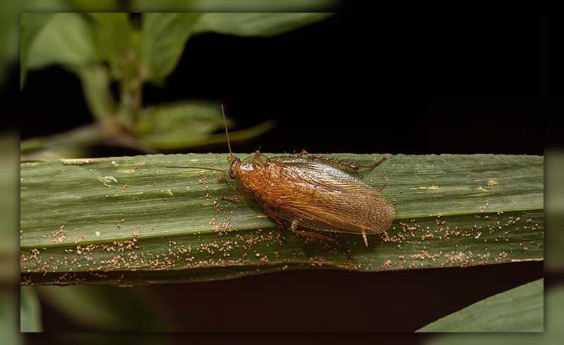 Cockroach vs Wood Roach 