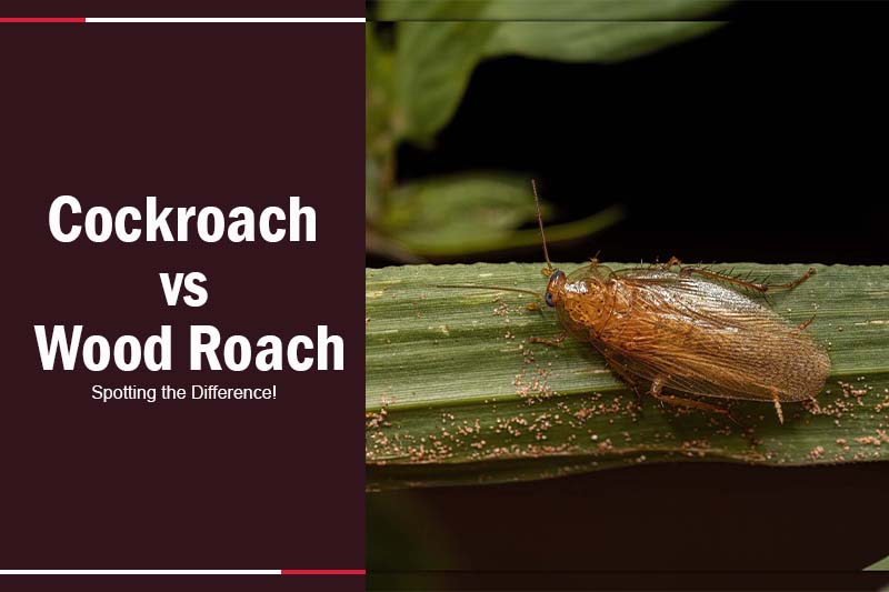Cockroach vs Wood Roach 