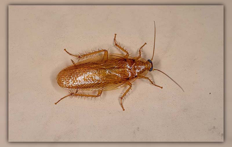 Cockroach vs Wood Roach