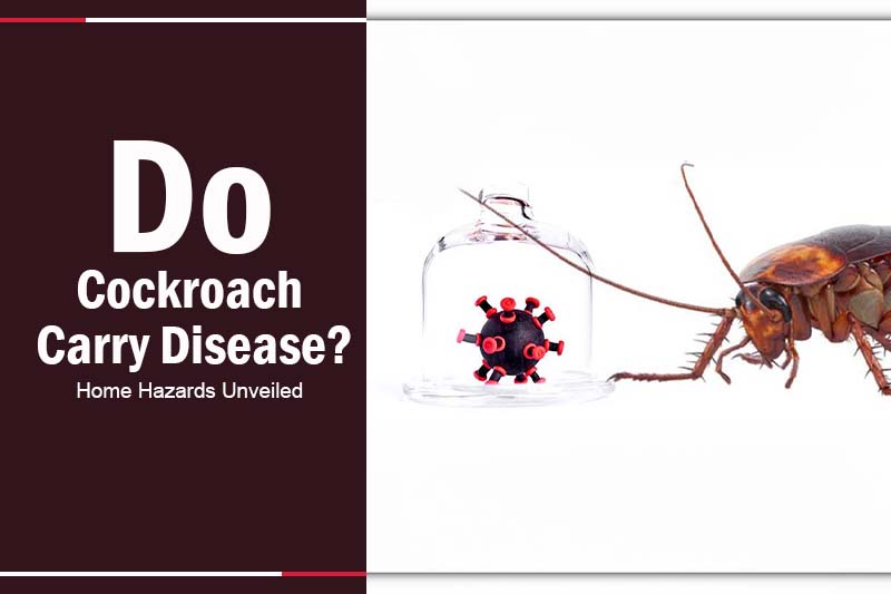 Do Cockroach Carry Disease 