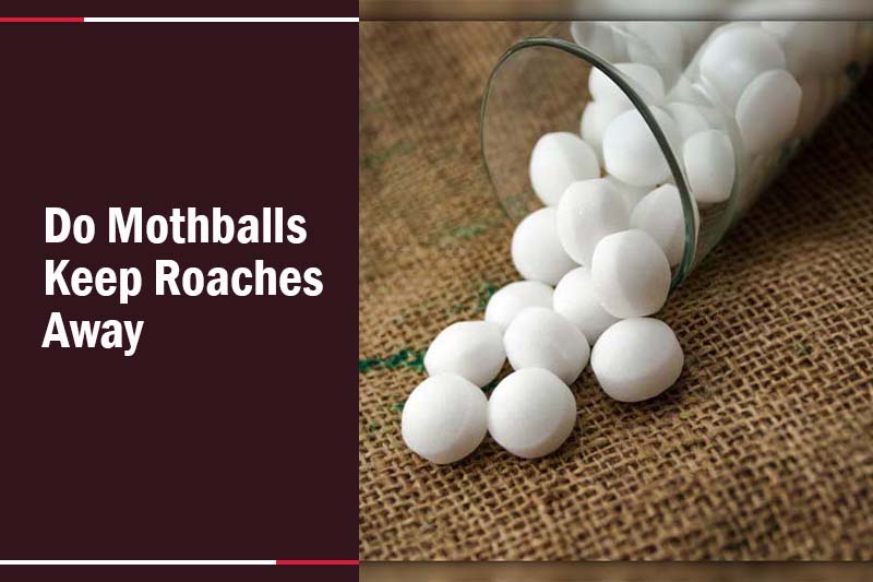 Do mothballs keep roaches away