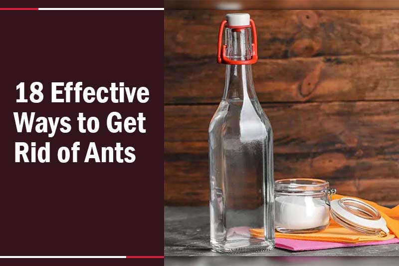 Get Rid of Ants