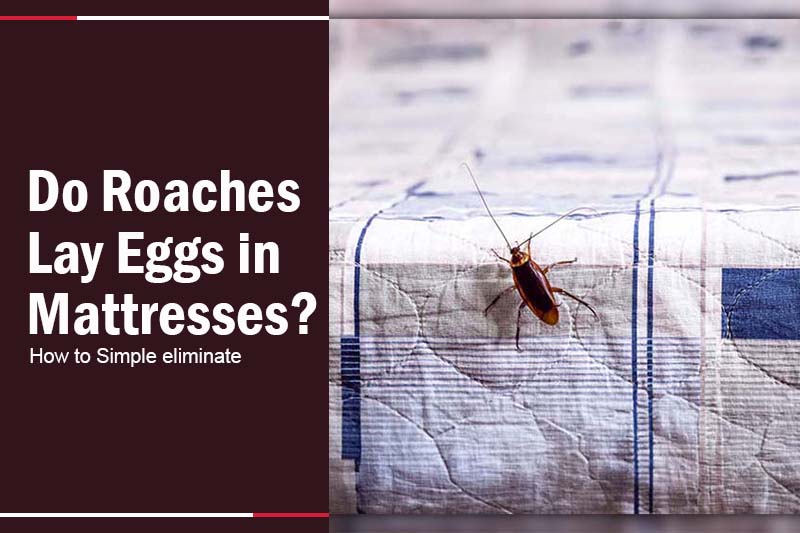 Roaches Lay Eggs in Mattresses 