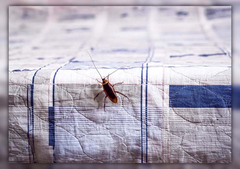 Roaches Lay Eggs in Mattresses