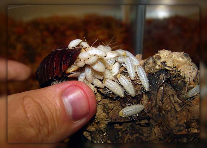 What Do Roach Larvae Look Like 