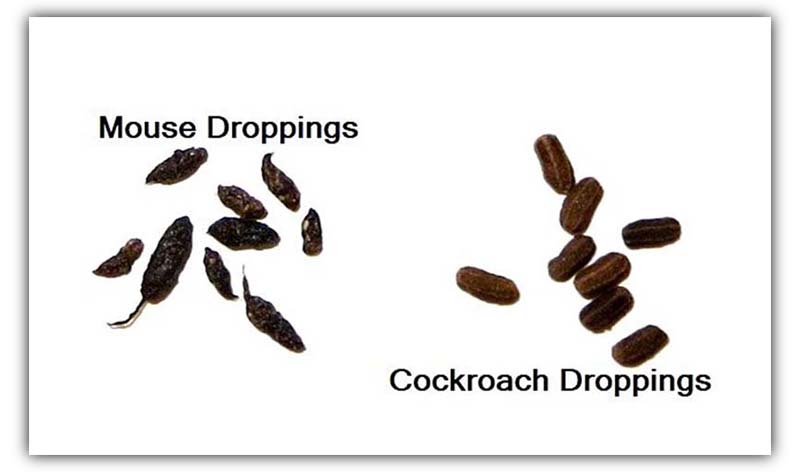 What do roach droppings look like 