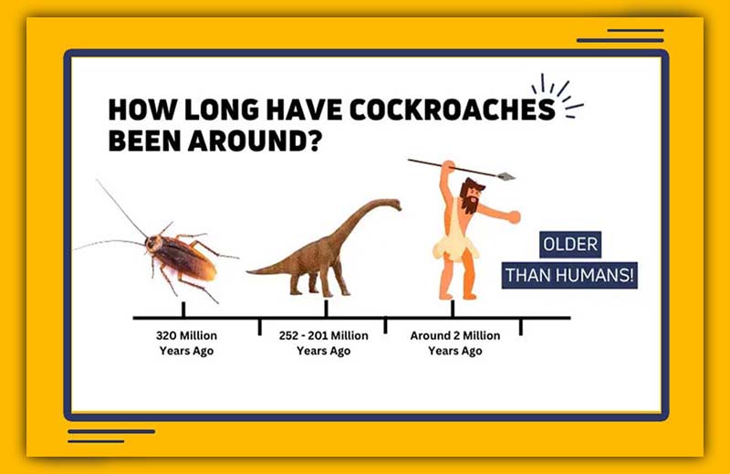 cockroach facts 