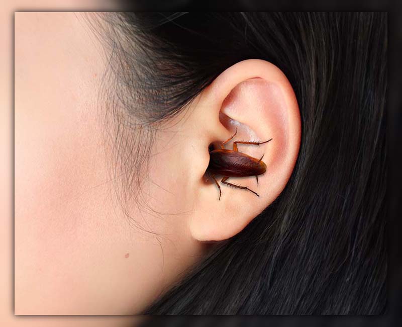 cockroach in ear