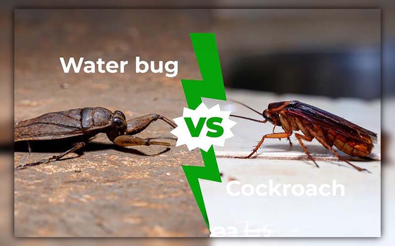 difference between roach and waterbug 