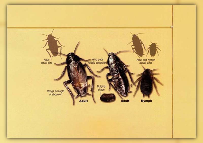 difference between roach and waterbug 