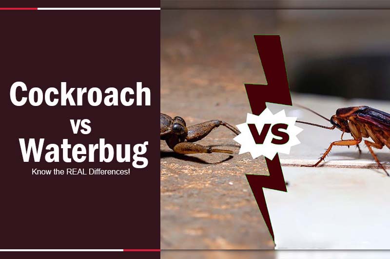 difference between roach and waterbug 