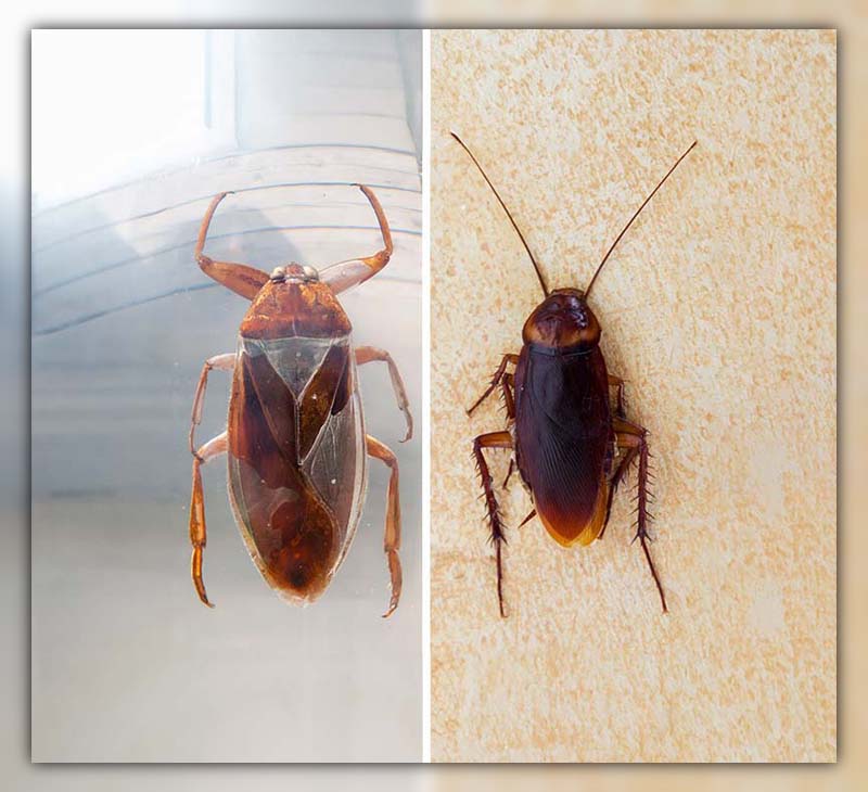 difference between roach and waterbug