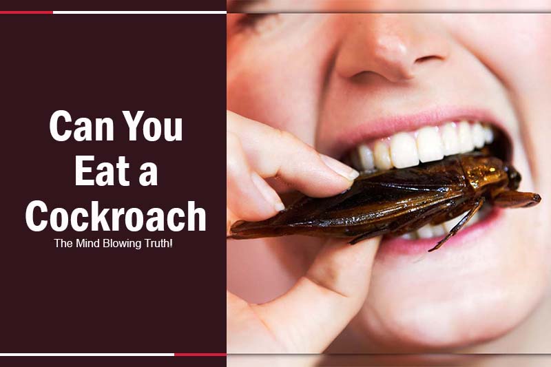 do people eat cockroach 