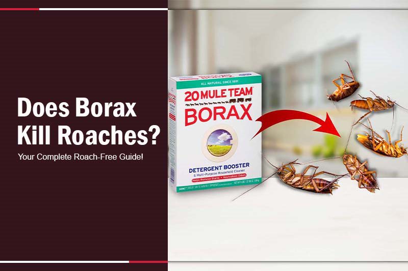 does borax kill roaches