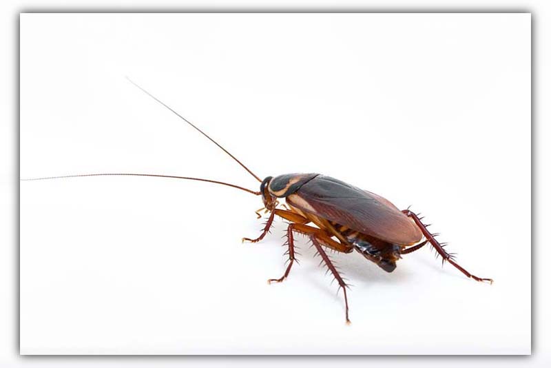 how long does a cockroach live 
