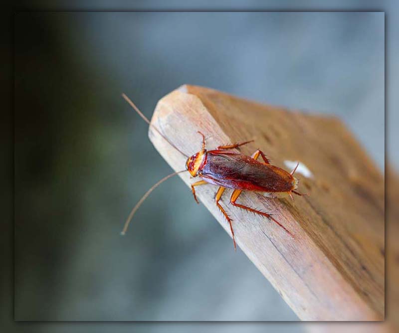 how long does a cockroach live