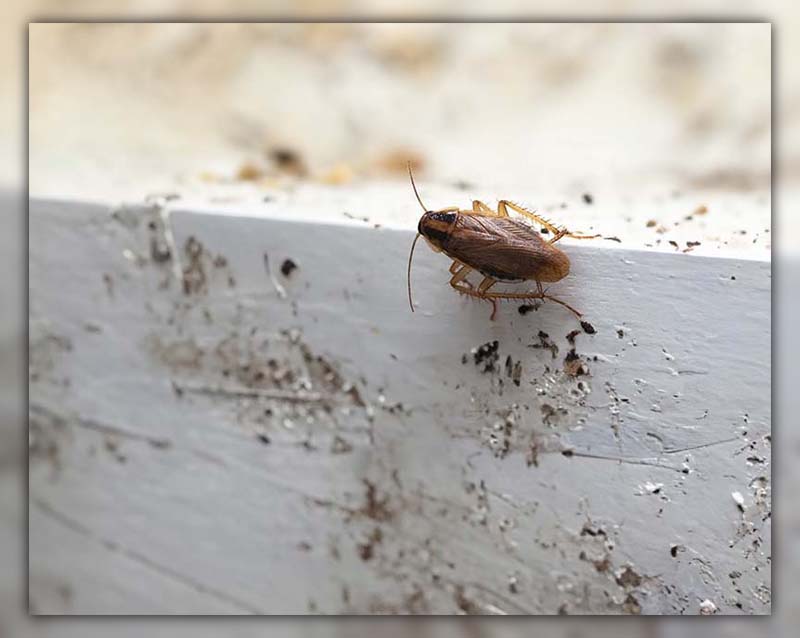 how to clean cockroach poop