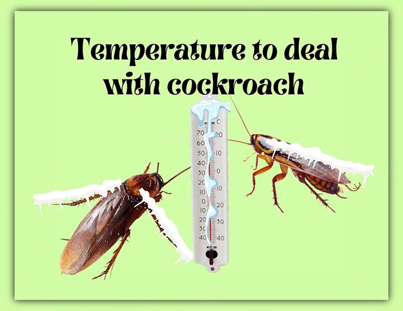 what temperature kills cockroach eggs 