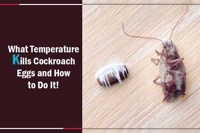 what temperature kills cockroach eggs 