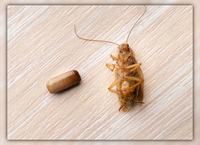 what temperature kills cockroach eggs (5)