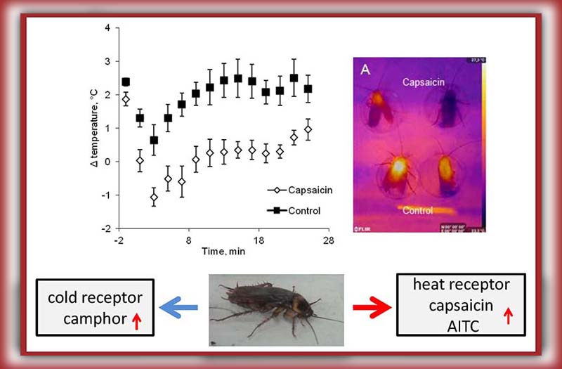 what temperature kills cockroach eggs