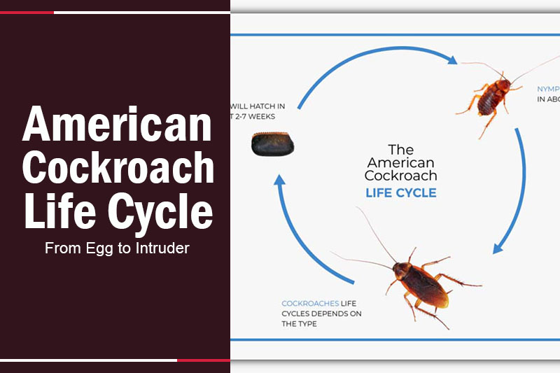 American Cockroach Life Cycle