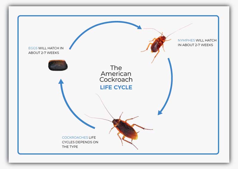 American Cockroach Life Cycle 