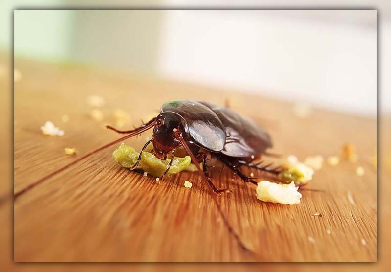 American Cockroach Life Cycle