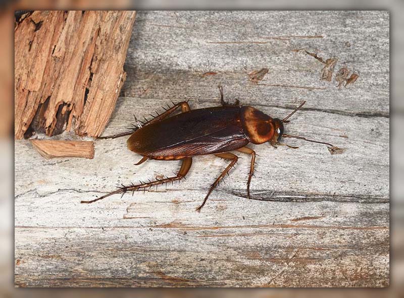 American Cockroach Life Cycle