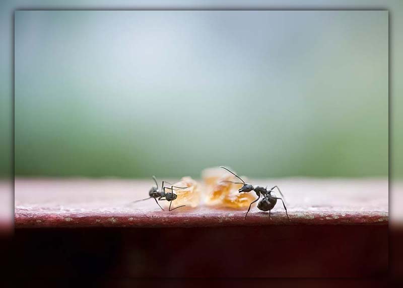 Ants After Rain