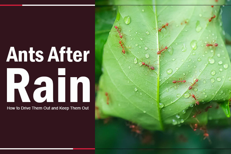 Ants After Rain 