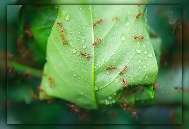 Ants After Rain