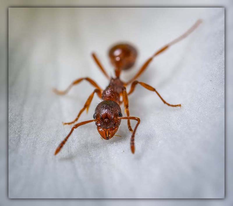 Ants Larvae 