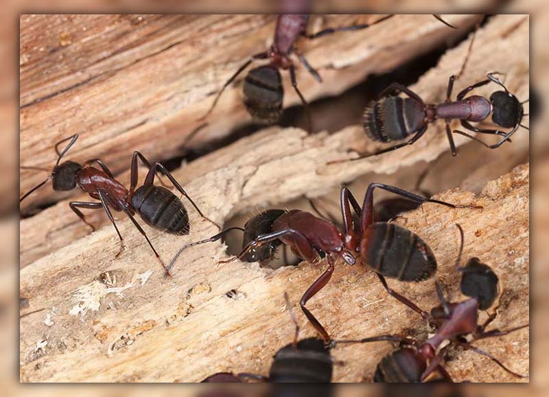 Ants Under Floorboards 